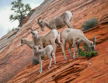 Herd of Desert Bighorn sheep.