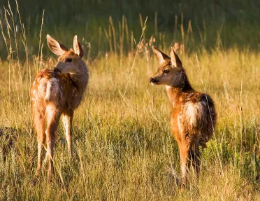 Close-up of two scruffy deer.