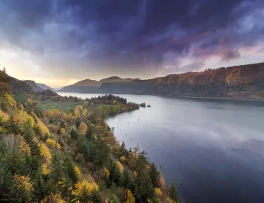 Grey and purple sky above green and yellow forest.