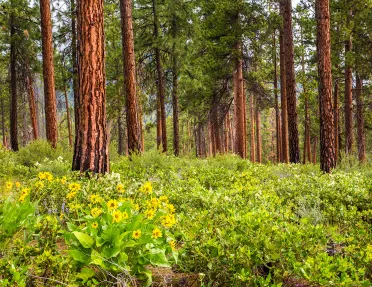 Shot of a large forest with small, yellow-flowered bushes below.