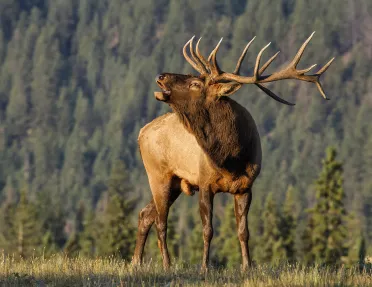 Close-up of Bull Elk.