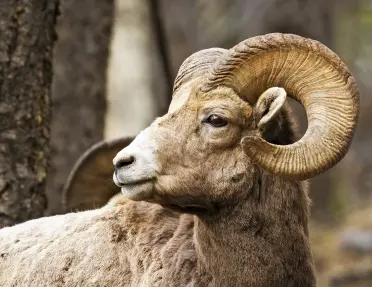 Close-up of Sierra Nevada Bighorn.