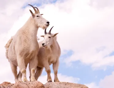 Mountain Goats against cloudy vista.