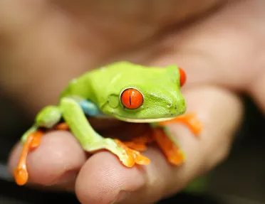 Frog in Guest's Hand