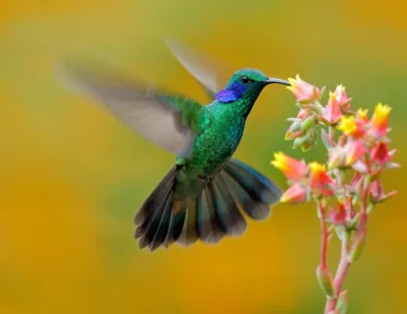 Humming Bird
