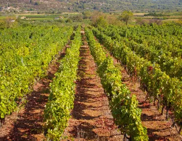 Shot of Mediterranean grapevines. 