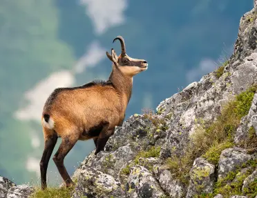 Wild mountain goat on rocky cliff.