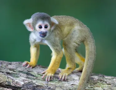 Monkey crouching on tree branch