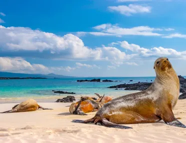 Sandy Beach Sea Lion Ecuador