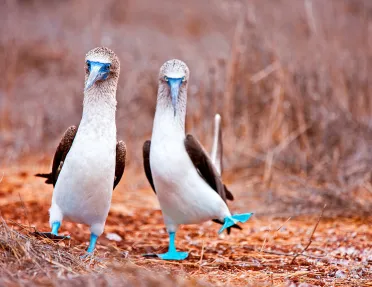 Two Blue Boobie Birds 