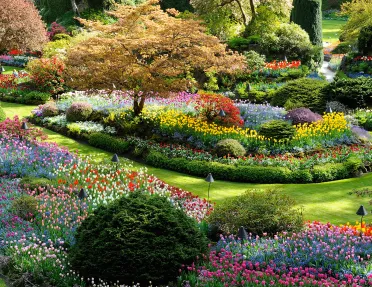 Shot of some of the flowers at Butchart Gardens.