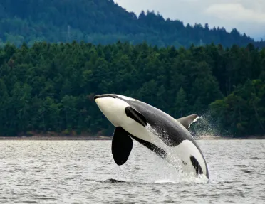 Shot of a breaching Orca, lush forest in background.