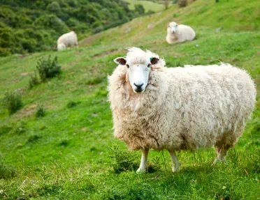 Sheep Hillside Ireland