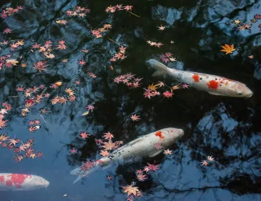 Pond full of koi fish in Japan