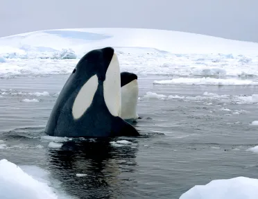 Orcas sighting in Antarctica