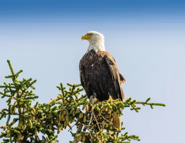 Eagle