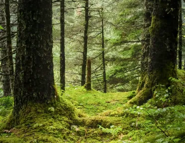 Shot of mossy forest floor.