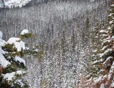 Group of guests walking in snowy forest clearing, large snowcaps in distance.