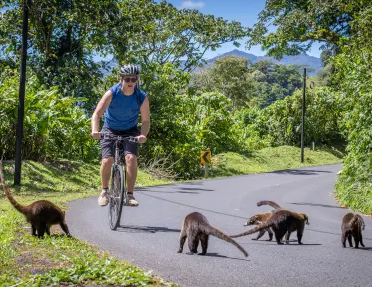 Riders Seeing Coatis on Road Costa Rica