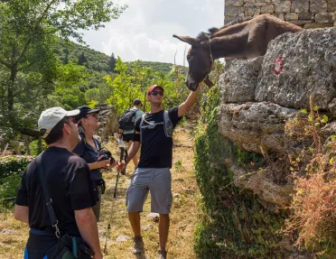 Four guests walking along stone structure, donkey putting head nearby, guest petting it.