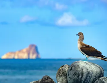 Blue-footed booby standing on a rock by ocean's edge with an island in the background.