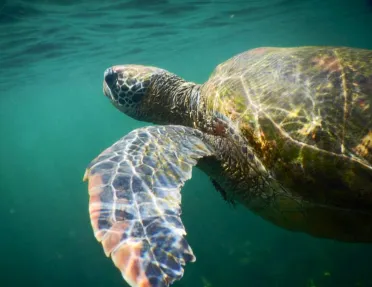 Turtle Ecuador