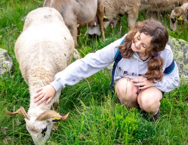 Young guest petting white sheep.