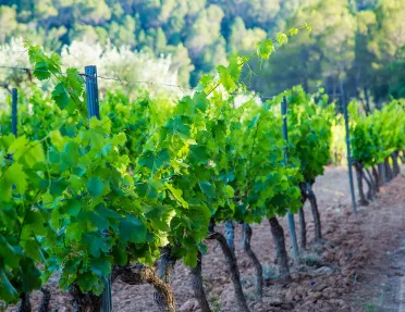 Row of grape trees in a French vineyard