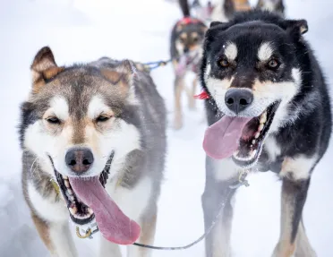 Dogsledding Lead Dogs Arctic