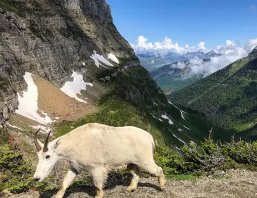 Antelope walking through mountains