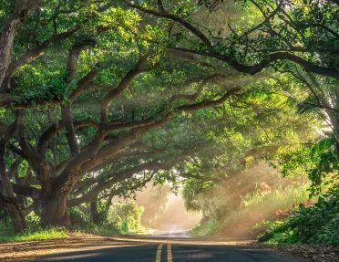 Road running through a shaded forest in Hawaii