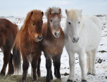 Three Icelandic Horses Iceland
