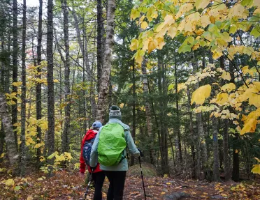 Two guests walking through forest, trees all around.