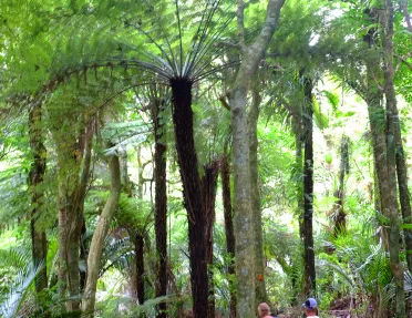 Hiking through a forest in New Zealand