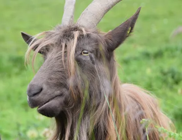 Close-up of a Dutch Landrace goat.