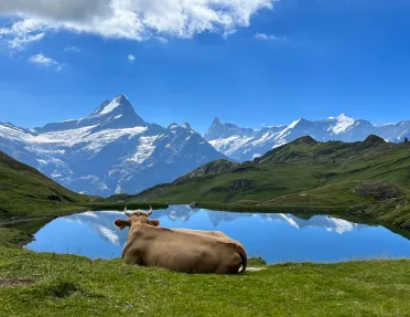 Wide shot of lake, bull in foreground, overlooking mountain.