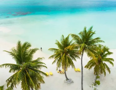 Palm trees and white sand beaches in Tahiti