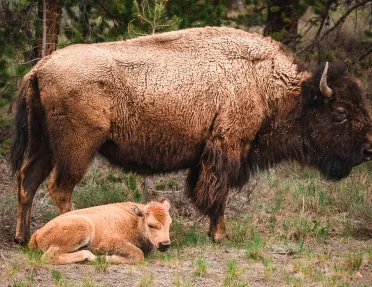 Bison and Calf resting in a pasture