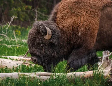 Bison bending down to snack on grass