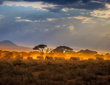Herd of elephants at sunset