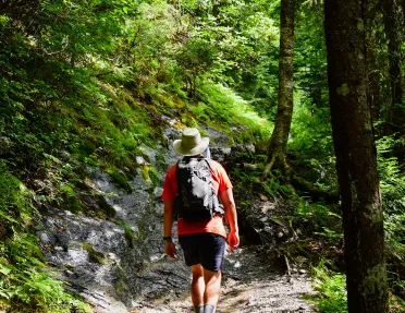 Guest hiking through forest, sun shining.