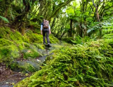 Lush forest in New Zealand