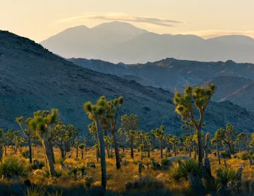 Field of Yucca trees, mountain range in background.