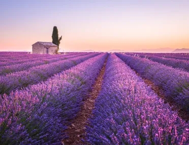 Lavender Field with Mountains in Background