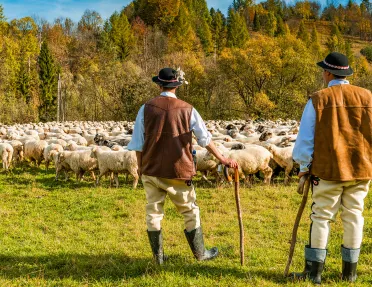 Two sheep herders and flock of sheep.