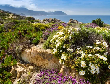Close-up shot of white and purple flowers, ocean and cliffs in background.