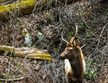 Close-up shot of a Roosevelt Elk.