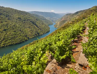 POV shot on hillside vineyard, looking towards river valley.