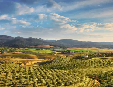 Wide shot of hilly vineland during sunset.