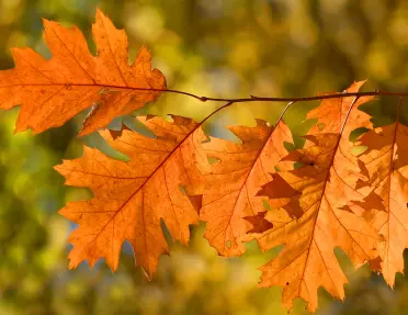 Close-up shot of autumn oak leaves.